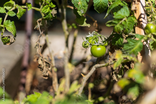 Green Tomatoes Ripening on the Vine