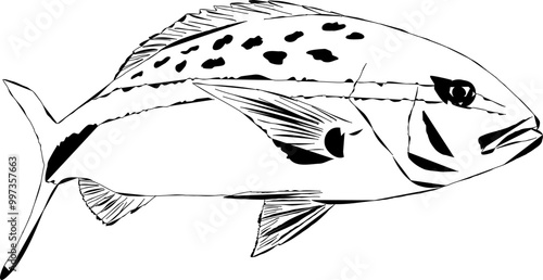 An outline of a Yellowtail Snapper fish 