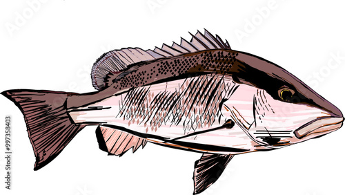 A Mangrove Snapper fish
