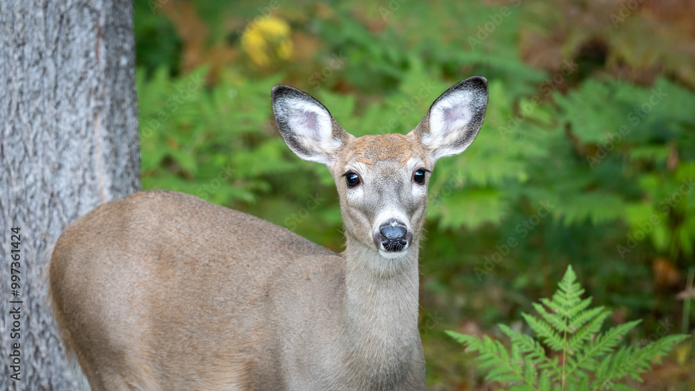 White Tailed Deer fawn with ears up, look cautiously toward the camera, in the wilderness forest of Minnesota. White Tailed Deer fawn with ears up, look cautiously toward the camera, in the wilderness forest of Minnesota.