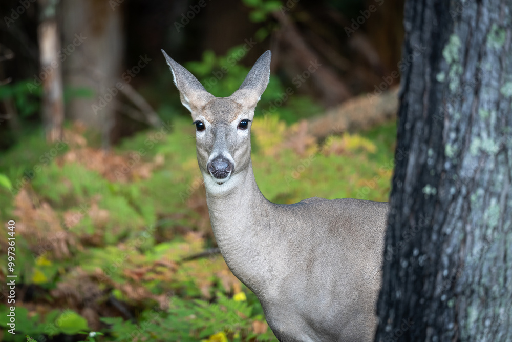 White Tailed Deer doe in the forest wilderness peeks around a tree trunk in the wilderness forest of Minnesota. White Tailed Deer doe in the forest wilderness peeks around a tree trunk in the wilderness forest of Minnesota.