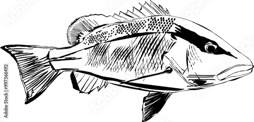 Modern outline of a Mangrove Snapper