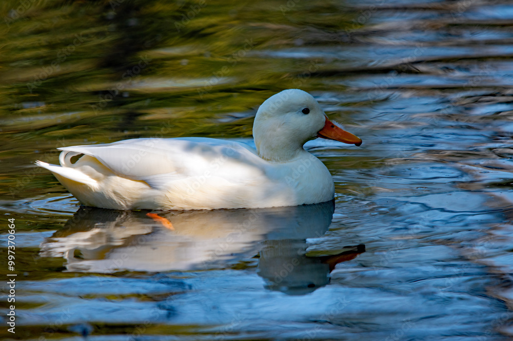 Eine junge weiße Ente auf dem Wasser Eine junge weiße Ente auf dem Wasser