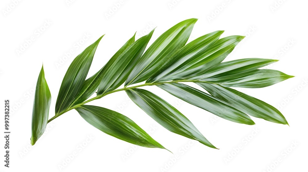 Fototapeta premium Green leaves of palm tree isolated on white background with clipping path.