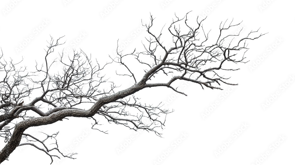 Obraz premium dry tree branches isolated white background