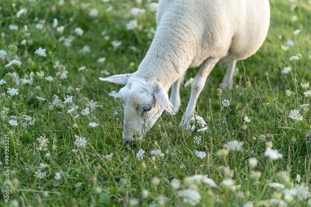 Fototapeta premium A sheep grazing peacefully among wildflowers in a lush green meadow during the late afternoon sunlight