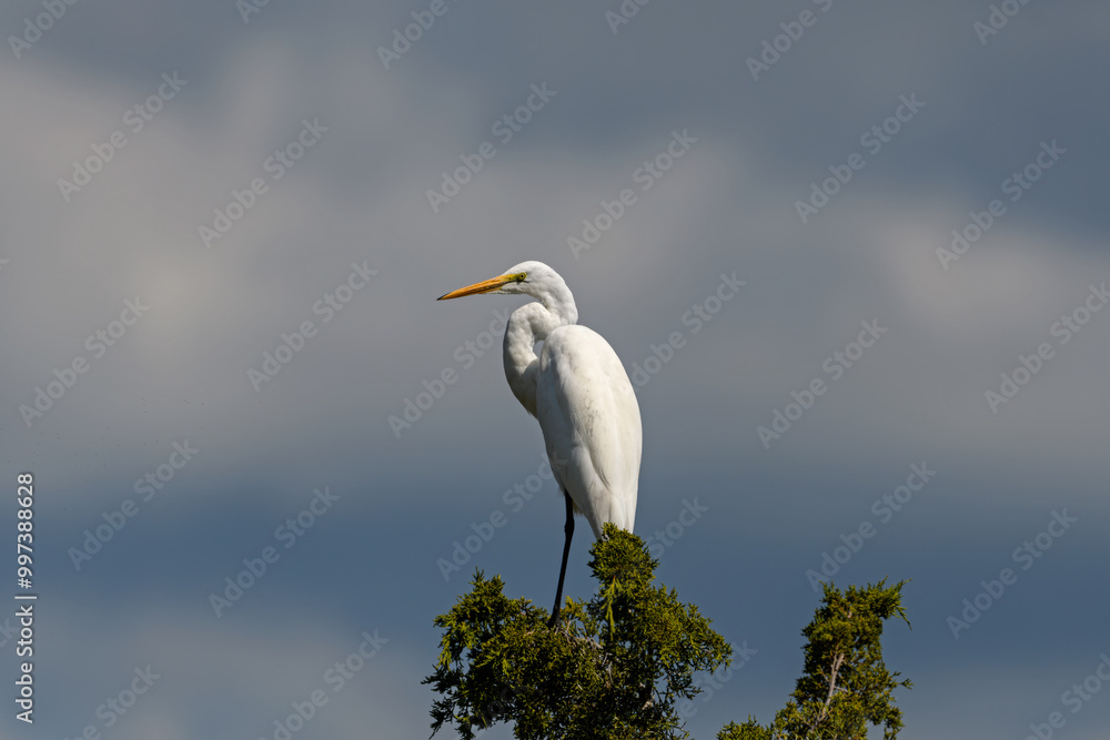 Great egret perched in an evergreen shrub. Also known as the common egret, or great white egret or great white heron is a large, widely distributed egret. Great egret perched in an evergreen shrub. Also known as the common egret, or great white egret or great white heron is a large, widely distributed egret.