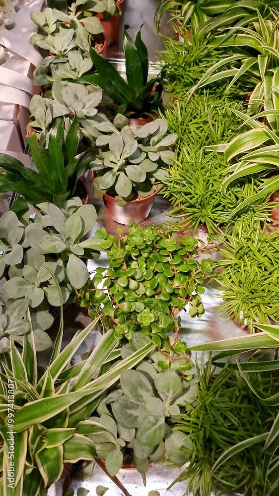 Many different green succulents and cactus cultivating in botanical shop Many different green succulents and cactus cultivating in botanical shop