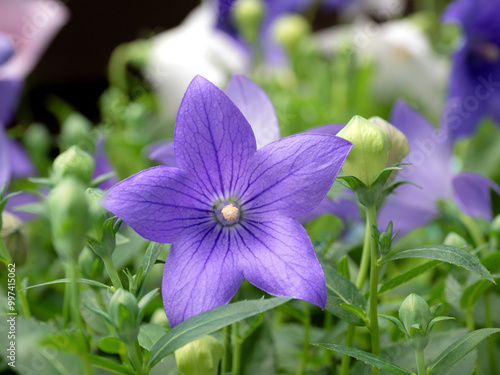 キキョウの花 photo