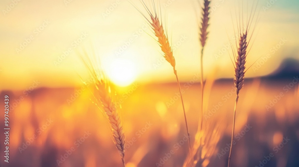 The warm glow of a sunset illuminates a tranquil wheat field, highlighting golden stalks against the fading light The warm glow of a sunset illuminates a tranquil wheat field, highlighting golden stalks against the fading light