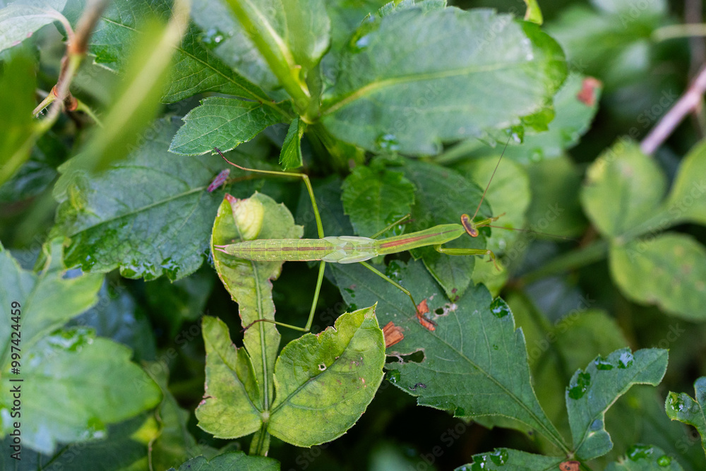 Mantis on green leaves Mantis on green leaves