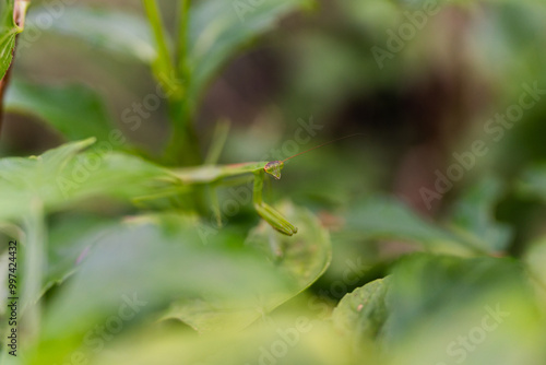 Mantis on green leaves