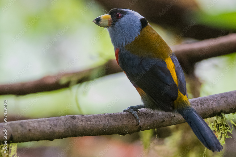 Fototapeta premium blue and yellow bird, Andes, Colombia, Colômbia, El Descanso, El Queremal, Semnornis ramphastinus, Semnornithidae, Aves, Capitão Tucano, Toucan Barbets, Birdwatching, Pássaro, Pássaros, Bird, Birds, b