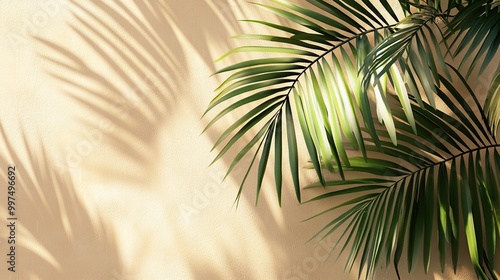 Lush palm leaves casting shadows on a wall.