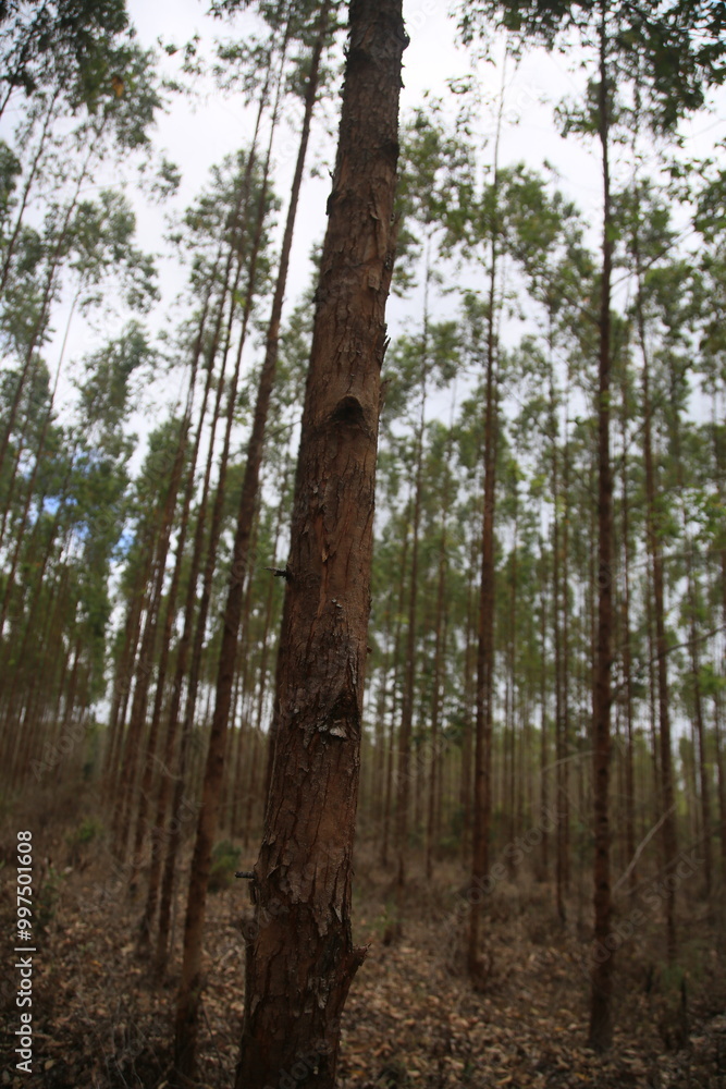 Fototapeta premium conde, bahia, brazil - september 10, 2024: eucalyptus plantation for cellulose production in the city of Conde.
