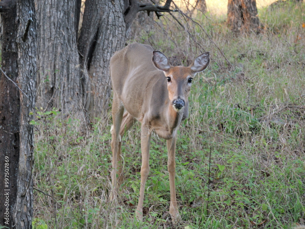 Fototapeta premium White Tailed Deer Losing Homes in Growing Suburbs