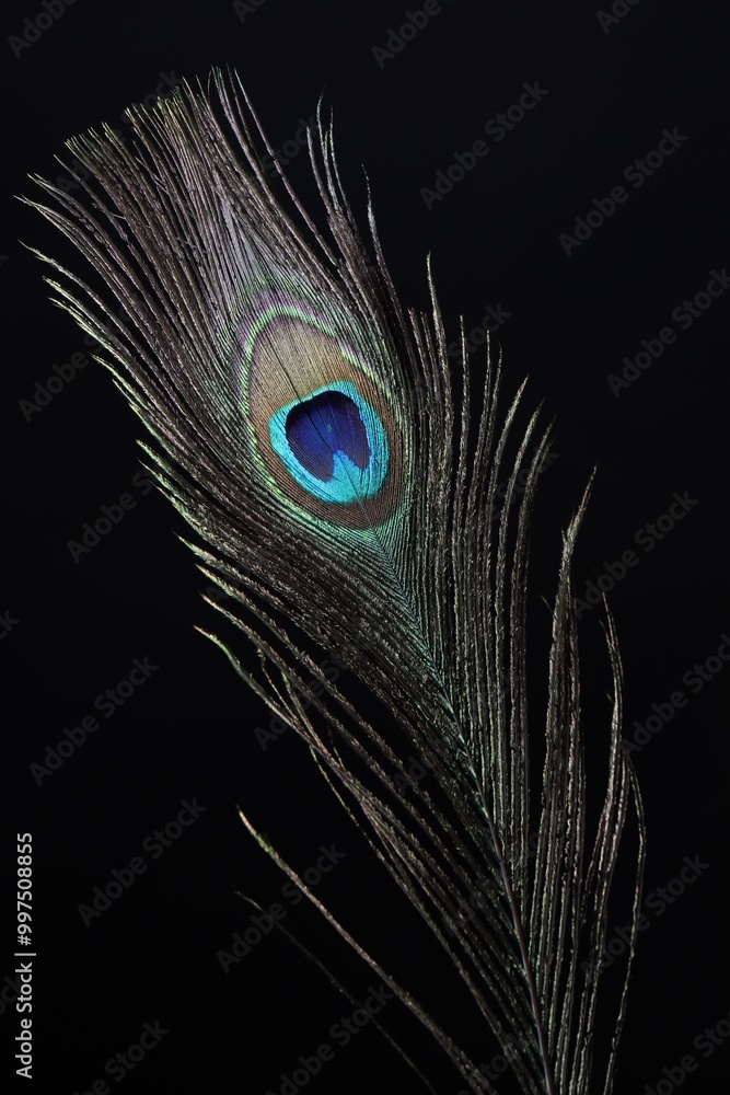 Obraz premium One beautiful peacock feather on black background, closeup