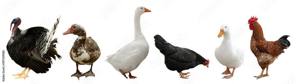 Different domesticated birds on white background, collage Different domesticated birds on white background, collage