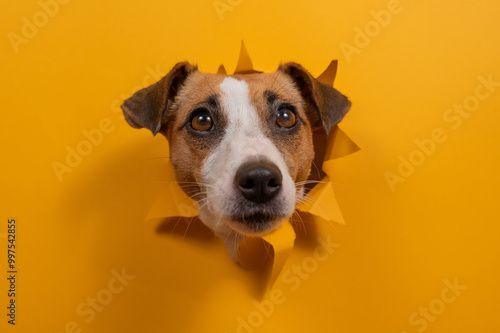 Funny dog jack russell terrier leans out of a hole in a paper orange background. 