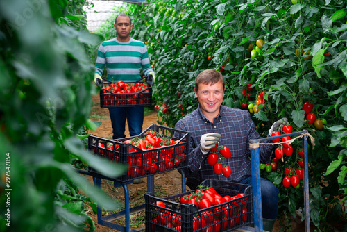 Portrait of smiling horticulturist harvesting ripe red tomatoes in farm hothouse photo