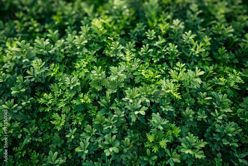 Green leaves and grass background.