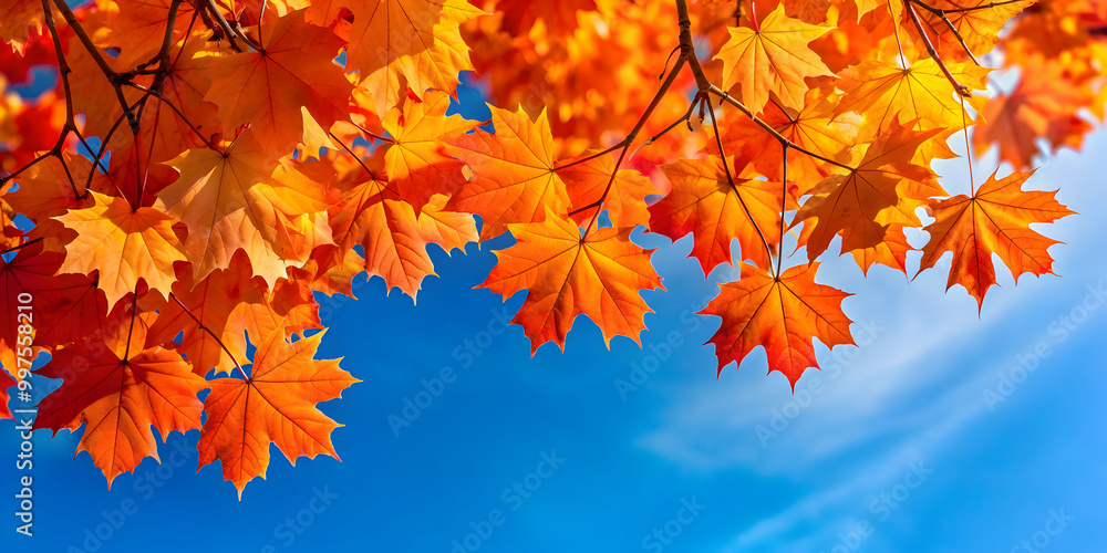 Vibrant orange maple leaves contrasted against a clear blue sky, creating a stunning autumn background, autumn, orange Vibrant orange maple leaves contrasted against a clear blue sky, creating a stunning autumn background, autumn, orange