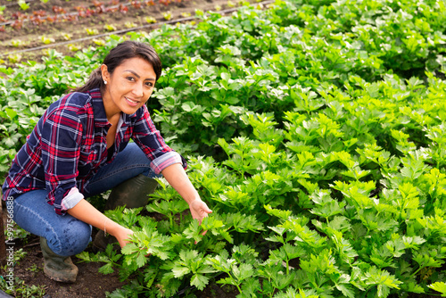 Female farmer working in a greenhouse is engaged in growing celery... photo