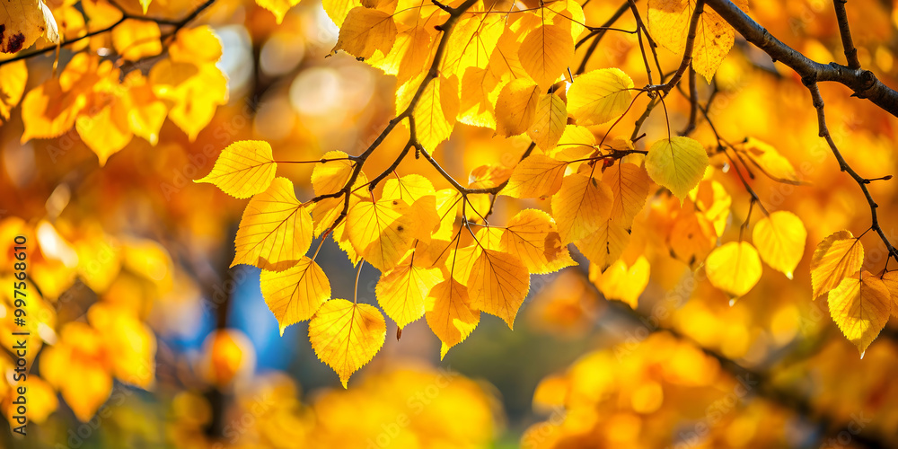 Bright yellow autumn leaves on a tree, autumn, yellow, leaves, tree, fall, foliage, seasonal, nature, vibrant, color, sunlight Bright yellow autumn leaves on a tree, autumn, yellow, leaves, tree, fall, foliage, seasonal, nature, vibrant, color, sunlight