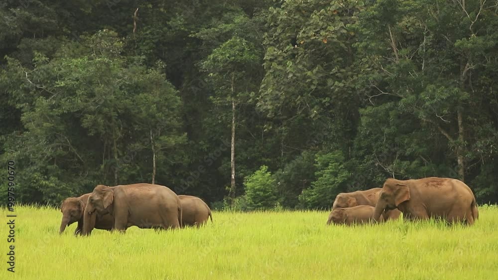 Herd of wild Asian elephants eating grass in Khao Yai National Park, Thailand Herd of wild Asian elephants eating grass in Khao Yai National Park, Thailand