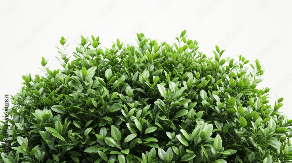 Lush Green Foliage: Close-Up of Vibrant Leaves Lush Green Foliage: Close-Up of Vibrant Leaves