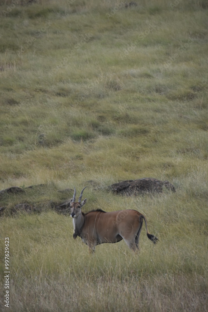 Fototapeta premium Male water buck in the grasslands of East Africa.