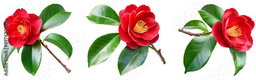 Red camellia japonica semi-double form flower and leaves isolated transparent png. Japanese tsubaki. Chinese symbol of love.