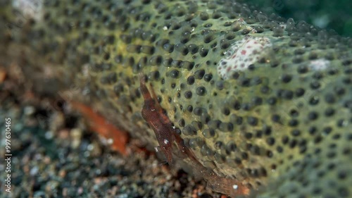 A small red shrimp lives on a starfish. Sea star shrimp (Zenopontonia soror) Indo-Pacific. On echinoderms, 1 cm. ID: small shrimp with dentate rostrum (10-11 teeth). photo