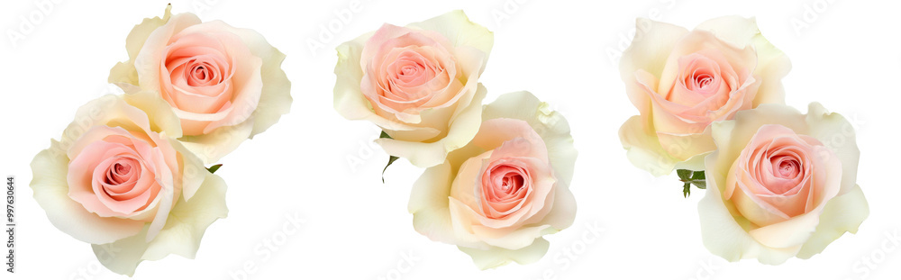 two pink roses isolated on white background closeup. Rose flower bouquet in air, without shadow. Top view, flat lay. two pink roses isolated on white background closeup. Rose flower bouquet in air, without shadow. Top view, flat lay.