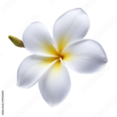 plumeria, frangipani flowers ;hawai flower isolated on  transparent...