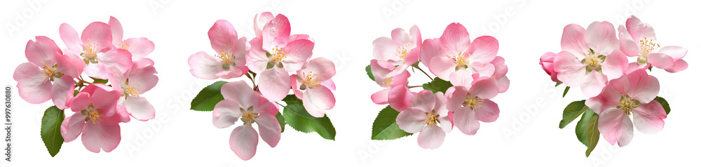 Obraz premium Pink spring blossom flowers isolated cutout on transparent