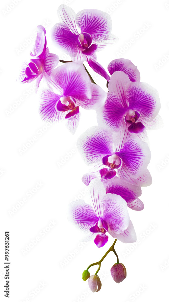 High-Quality PNG Purple Orchids Isolated on White Background – High Resolution High-Quality PNG Purple Orchids Isolated on White Background – High Resolution