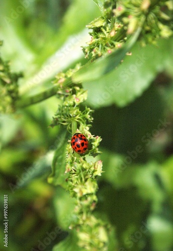 ladybug on a green leaf
