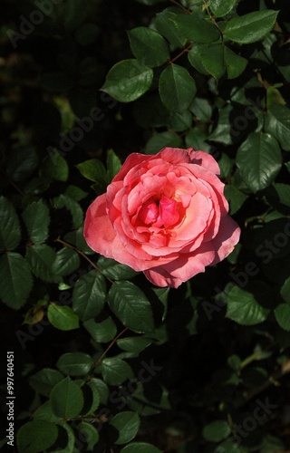 pink rose in  a natural  garden