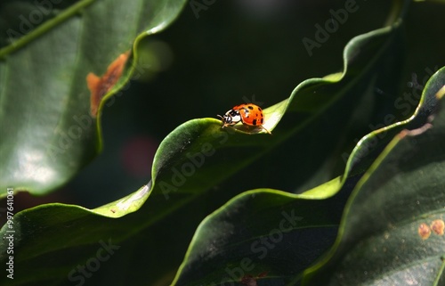 ladybug on wavy shaped leaves photo