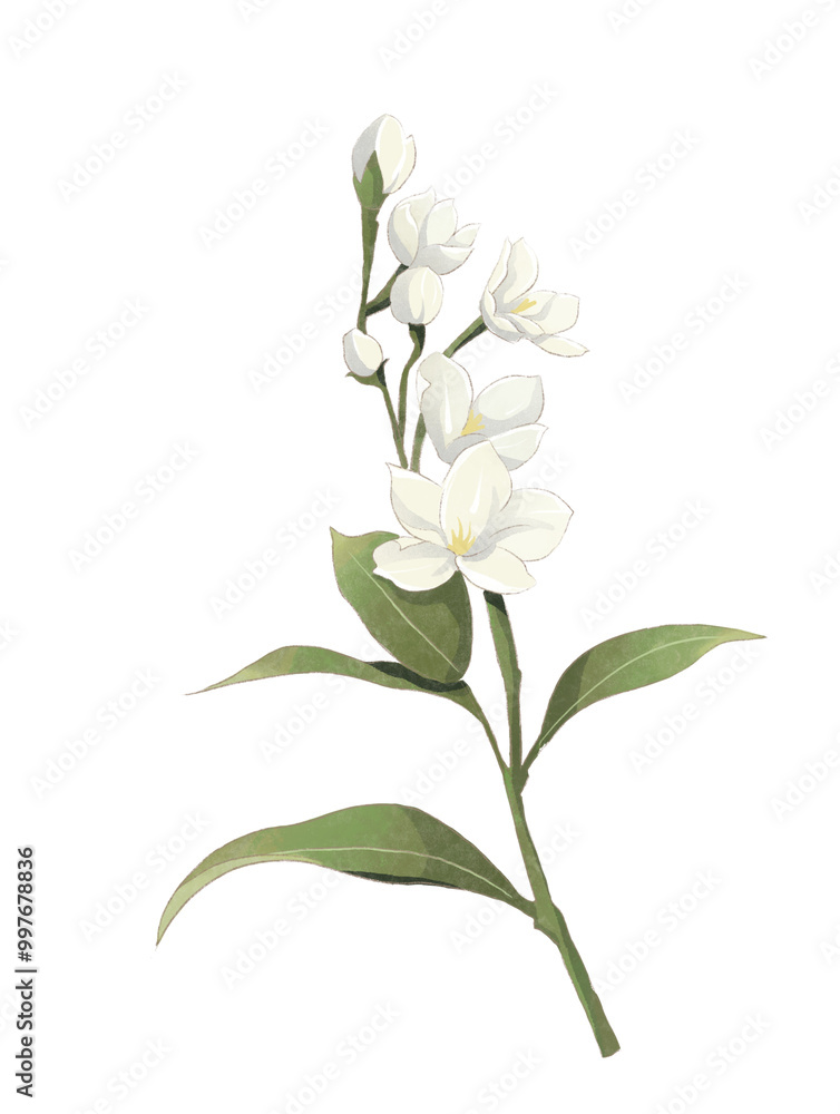 white rose white rose