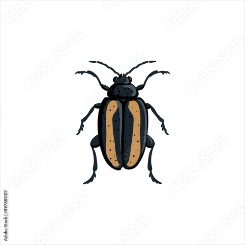 vector drawing crucifer flea beetle isolated at white background, garden pest, hand drawn illustration