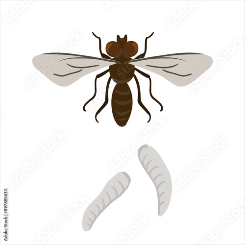 vector drawing onion fly and larves isolated at white background, garden pest, hand drawn illustration