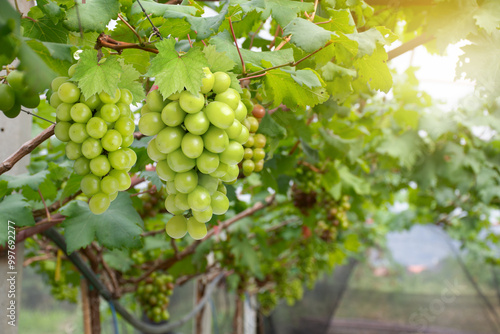 bunch of green grapes in vineyard