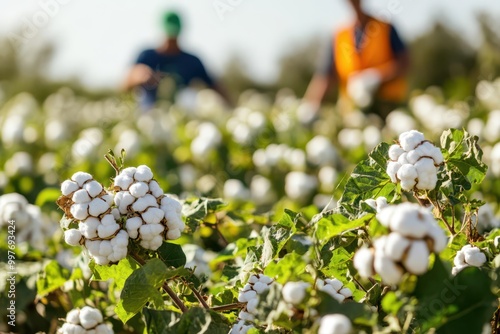 Organic cotton field, with workers harvesting cotton sustainably, organic cotton, ethical textile production photo