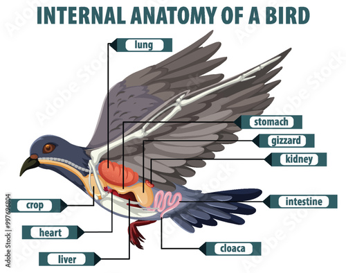 Internal Anatomy of a Bird