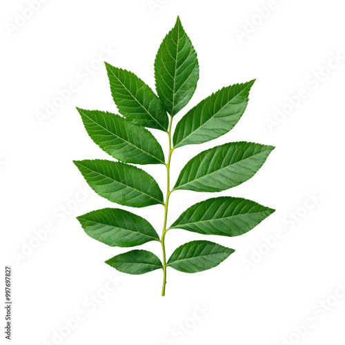 Lush green compound ash leaf with multiple leaflets arranged elegantly, showcasing vibrant foliage and intricate textures, perfect for nature themed designs