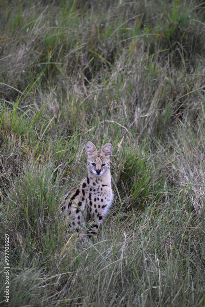 Obraz premium Portrait of the rare serval cat, alert in the Maasai Mara, Kenya