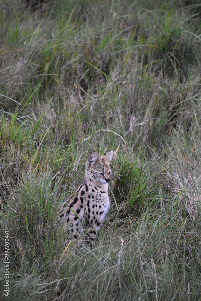 Rare serval cat alert in the Maasai Mara, Kenya