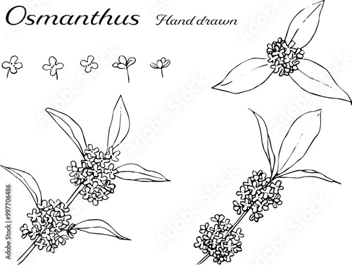 キンモクセイの線画イラストセット